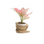 گلدان آپارتمانی تیلادنسیا - تصویر 3