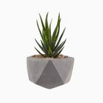 گلدان آپارتمانی تیلادنسیا - تصویر 2